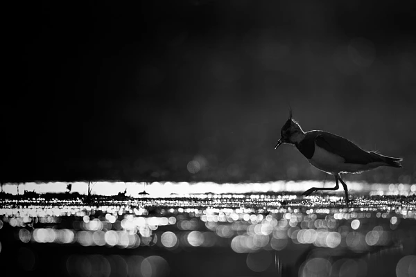 A northern lapwing in backlight on a pond in La Dombes in France. Photograph in black and white by Amar Guillen.