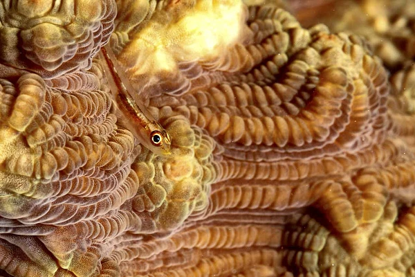 Une gobie sur un corail dur en Mer Rouge en Egypte.