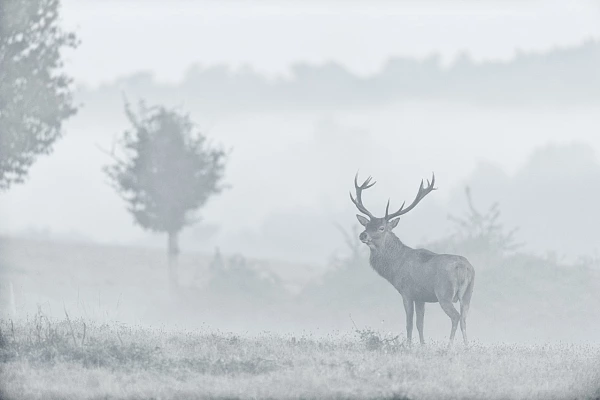 Un cerf élaphe en bois sec dans le brouillard pendant le brame du cerf.
