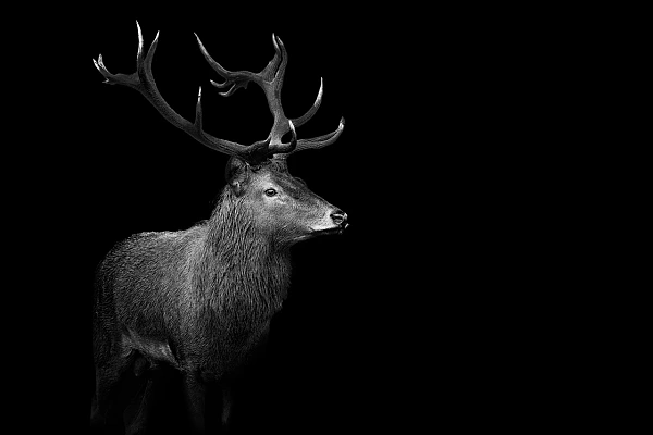 Cerf éléphe en France dans le style photo back to black. Photographie par Amar Guillen, artiste photographe.