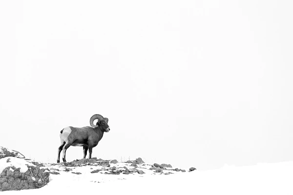 Photo minimaliste d'un mouflon canadien dans la neige.