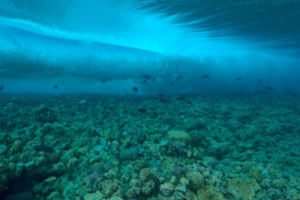 Paysages sous-marins proches de la surface. Photographies par Amar Guillen.