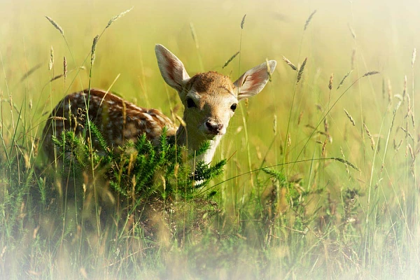 Photographie d'un faon de daim dans une prairie.