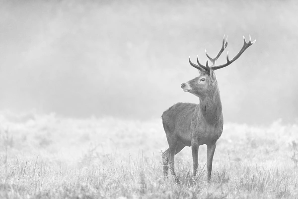 Cerf élaphe dans le brume pendant le brame du cerf en Charente-Maritime. Photographie par Amar Guillen, artiste photographe.