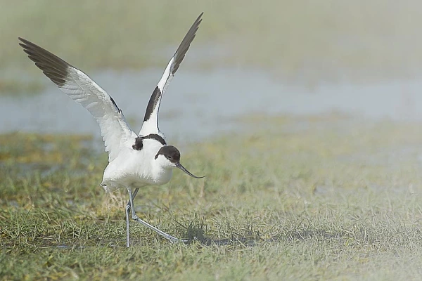 Projet de photo animalière dans le delta du Danube en mai 2018 : avocette élégante.