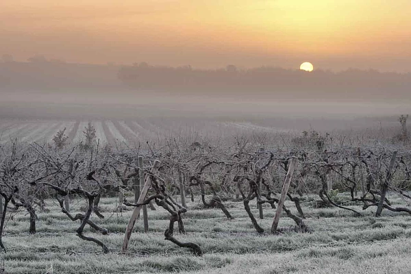 Une photo qui a demandé des jours de préparation et de reconnaissance : un vignoble charentais dans la brume en hiver au lever du jour.