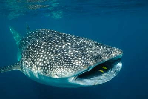 Les requins baleine du Golfe de Tadjourah à Djibouti. Photographies par Amar Guillen.