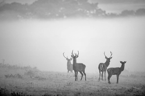 Une harde de cerfs dans la brume pendant le brame en Charente-Maritime. Nos déclenchements ont alerté le maitre de place et la biche meneuse.
