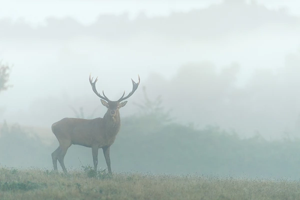 En photographie animalière, le point de vue est le meilleur quand il est à hauteur des yeux.
