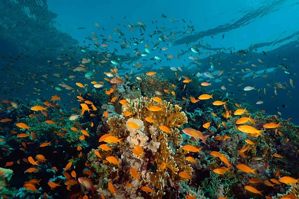 Récif coralien couvert d'anthias en Mer Rouge. Photographie par Amar Guillen, artiste photographe.