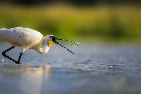 Dans cette photo d'une spatule blanche marchant dans un étang de la Dombes, le punctum est le petit poisson qui arrive dans le bec. Le studium est donné par les dégradés de verts et de bleu qui donnent l'ambiance d'une belle journée ensoleillée.