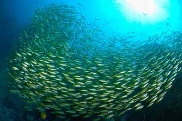Fonds marins de la mer d'Andaman en Thailand. Photographies par Amar Guillen.
