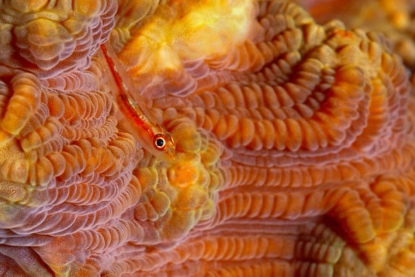 La photographie sous-marine demande une très grande maîtrise pour utiliser le langage photographique (gobie sur un corail dur).