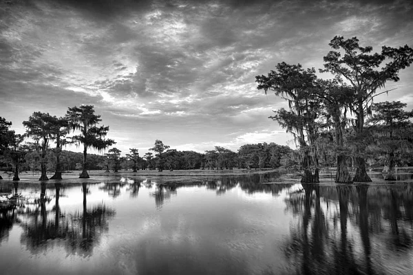 Payage de Caddo Lake au Texas. Cyprès chauve.