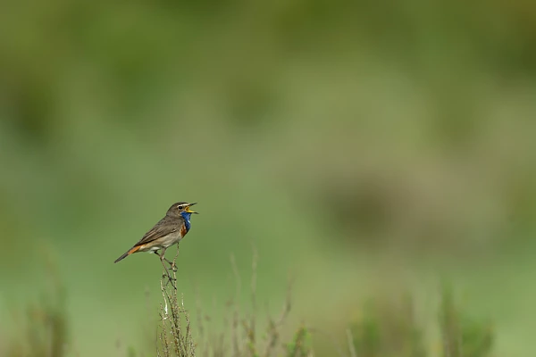 A male bluethroat bird singing in a wetland of Charente-Maritime in France.
