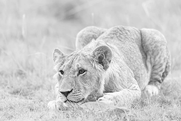 Photographie en high key et en noir et blanc d'un lionceau au Kenya.