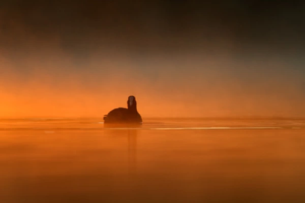 Ambiances et oiseaux sur les étanges de la Dombes dans l'Ain. Photographies par Amar Guillen.