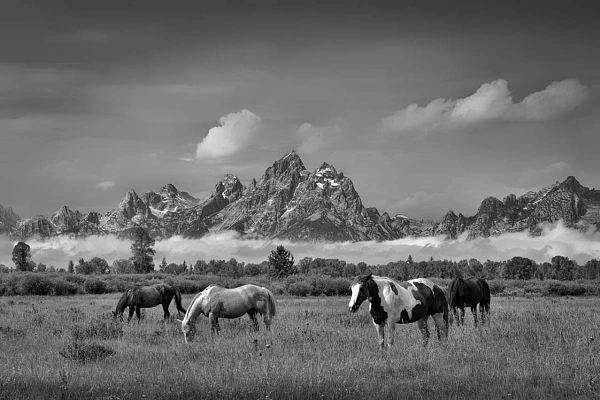 Mustangs dans une prairie au pied du Grand Teton dans le Wyoming aux Etats-Unis.