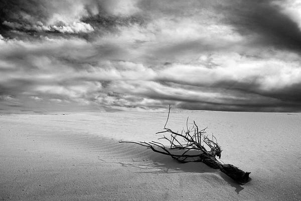 Arbres mort et desséché dans le parc national de White Sand Dunes au Nouveau-Mexique aux Etats-Unis.