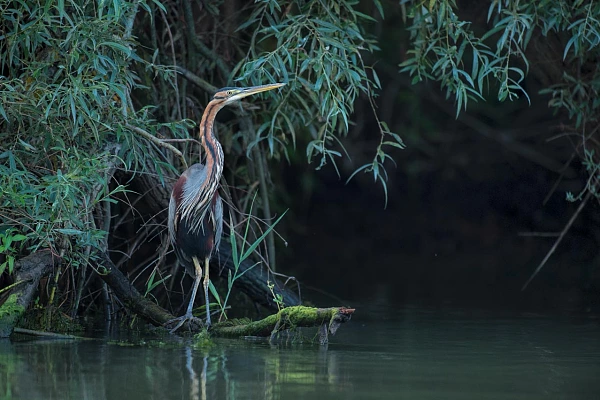 Photo d'un héron pourpré dans le Delta du Danube en Roumanie.