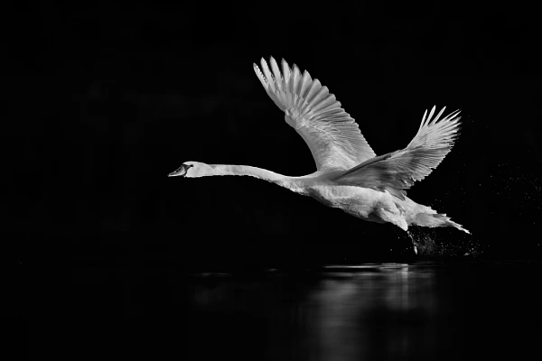 Cygne tuberculé prenant son envol sur un étang de la Dombes en France. Photographie d'art en noir et blanc par Amar Guillen, artiste photographe.