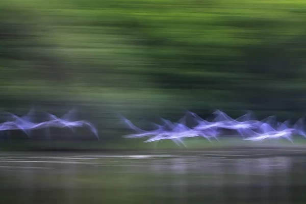 Vol d'oiseaux au dessus d'un étang de la dombes. Photographie d'art dans le style Impression par Amar Guillen, artiste photographe.