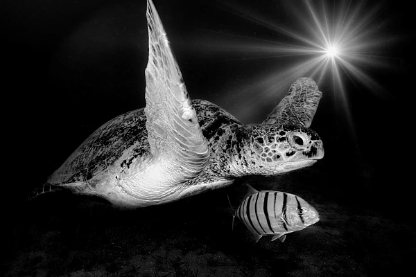 Portfolio sous-marin en noir et blanc de Amar Guillen, photographe.