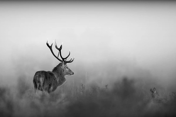 This photo of a deer during the rutting season has  been the subject of many questions, especially about the choice of the scene.