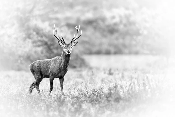 Cette photographie d'un cerf pendant le brame est équilibrée dans les masses. Aucune zone ne fait balancer dans un sens ou dans l'autre.