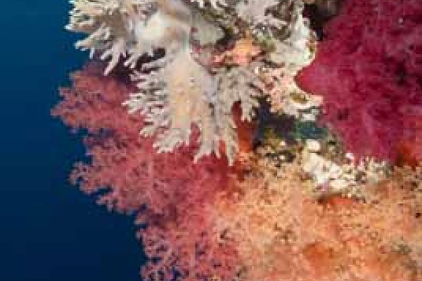 Les fonds marins de Saint John en Mer Rouge en Egypte. Photographies par Amar Guillen.