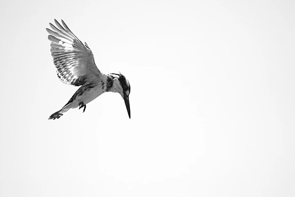 Photographie en high key et noir et blanc d'un martin pêcheur pie en vol.