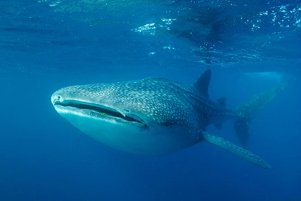 Requin baleine dans la baie de Tadjourah à Djibouti.