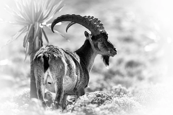 Bouquetin d'Abyssinie dans les Monts Simien en Ethiopie. Photographie par Amar Guillen, artiste photographe.