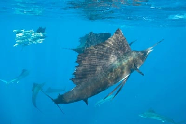 Le sardine run des espadons voilier au Mexique. Photographies par Amar Guillen.