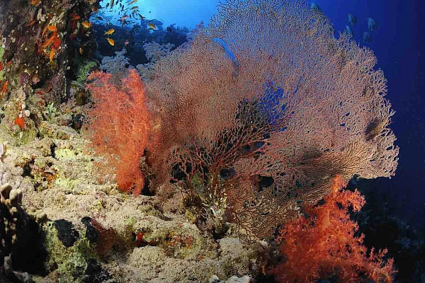 Tombant de Shark Reef. Nord de la Mer Rouge en Egypte.