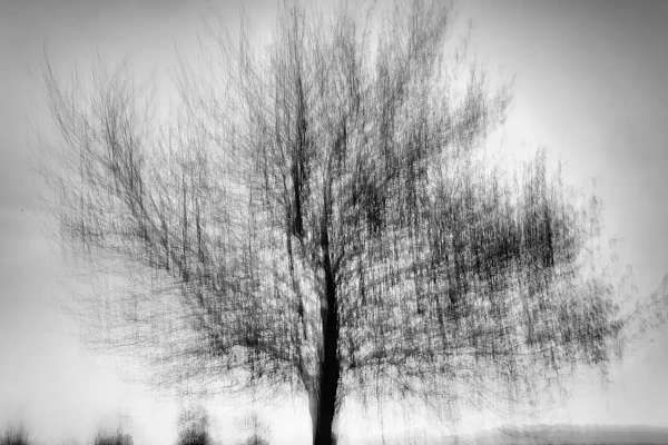 Abstract photo of a blurry tree. Fine art Photograph in black and white by Amar Guillen, photographer artist.