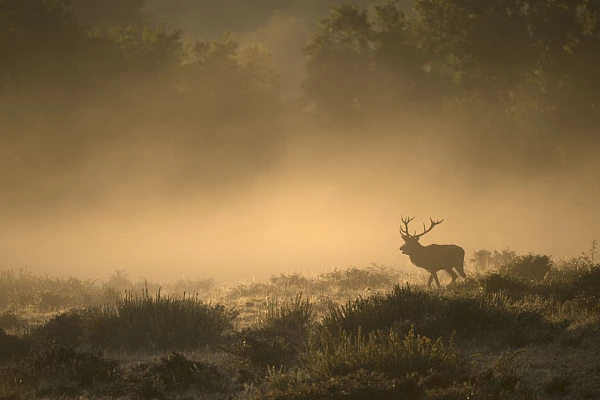 Projet photo animalière consacré au brame du cerf en septembre/octobre 2017.