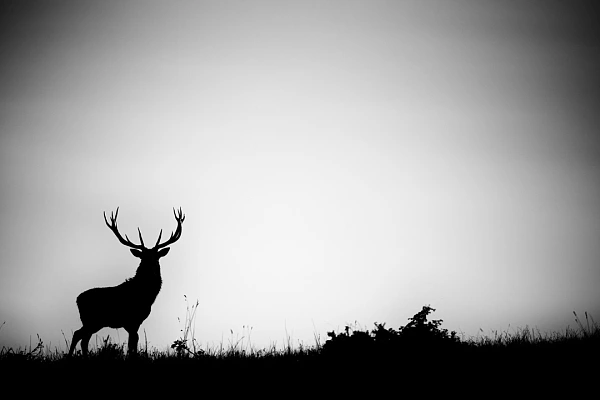 Silhouette en noir et blanc d'un cerf au somment d'une colline. Prise de vue en contre plongée. Photographie par Amar Guillen, artiste photographe