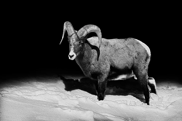 Mouflon du Canada dans le Yellowstone dans le style photo back to black. Photographie en noir et blanc par Amar Guillen, artiste photographe.