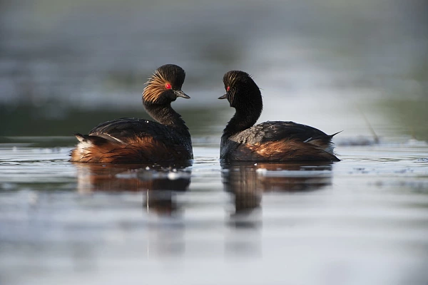 2 grèbes à cou noir sur un étang de la Dombes.