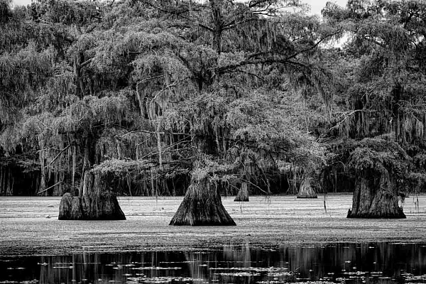 Cypres chauves dans le lac de Caddo Lake au Texas, Etats-Unis. Photographie par Amar Guillen, artiste photographe.