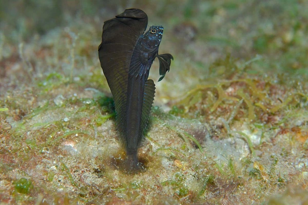 Une blennie voilier dans le Golfe du Mexique au Texas, Etats-Unis.