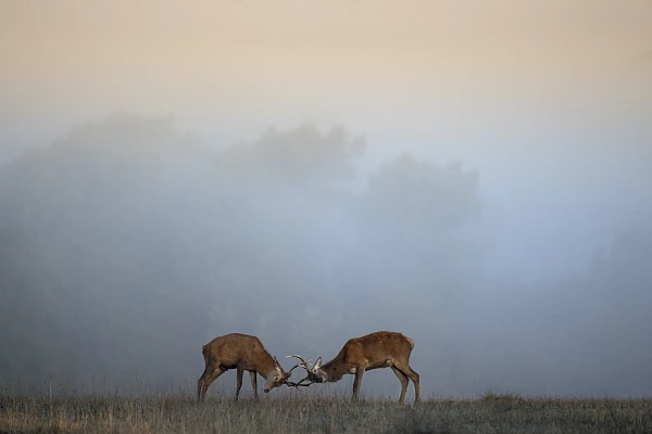 Combat de cerfs durant le brame en Charente-Maritime. Amar Guillen, photographe.