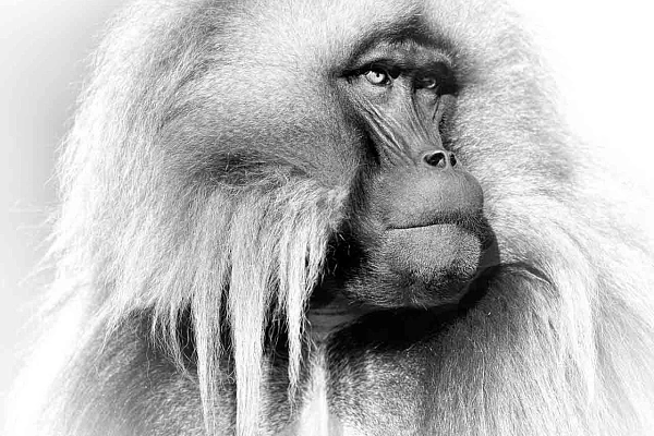 Gelada en Ethiopie en noir et blanc. Photographie par Amar Guillen, artiste photographe.