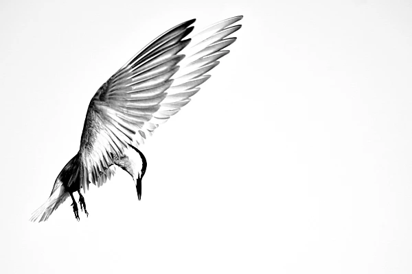 This fine art photograph was created as part of the collection 'The witnesses of time passing'.