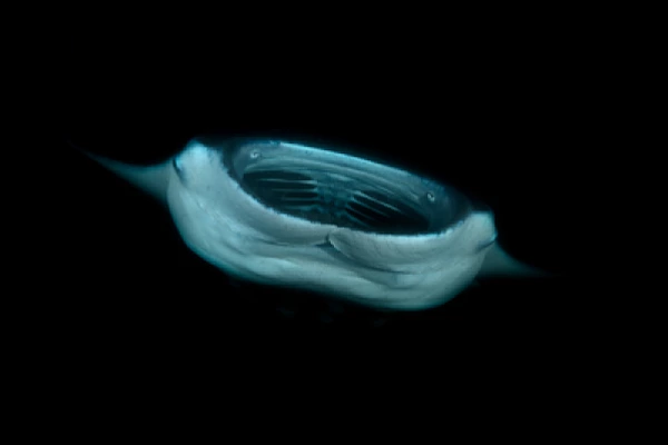 Photographies de ballets de raies manta de nuit aux Maldives