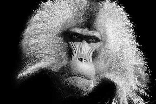 Un male gelada photographié en Ethiopie avec mon style 'back to black'. Photo en noir et blanc par Amar Guillen.