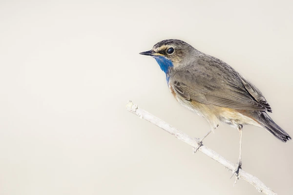 An example of isolation photo: a bluethroat bird on its branch. The white background has been done with the bokeh technique.