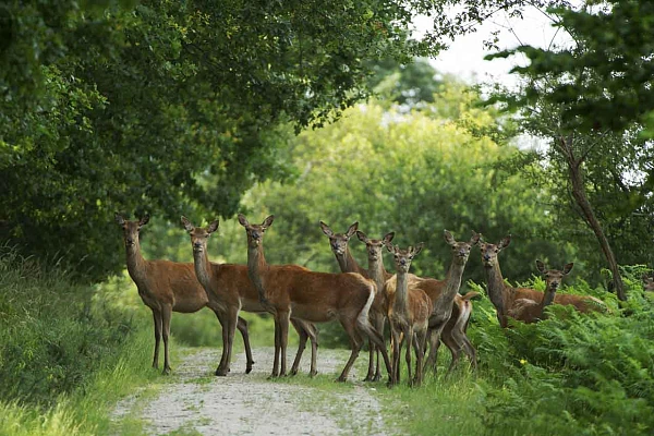 Projet de photo animalière sur les cerfs en velours en Charente-Maritime en juillet 2017.
