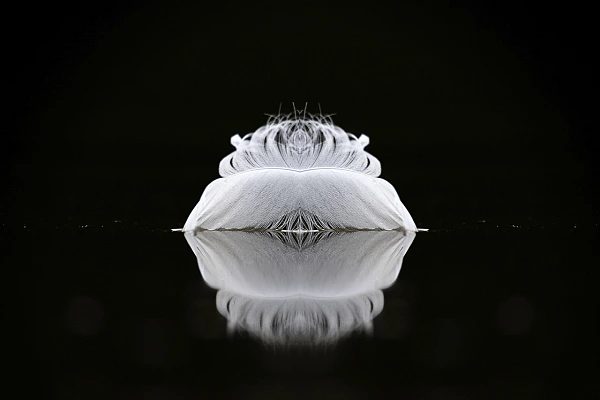 Photo minimaliste d'une plume sur un étang.